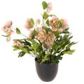 Floristik24 Kunstig Helleborus potteplante, julerose, til boligdekoration, 50 cm