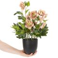 Kunstig Helleborus potteplante, julerose, til boligdekoration, 50 cm | Floristik24.dk