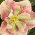 Kunstig Helleborus potteplante, julerose, til boligdekoration, 50 cm | Floristik24.dk
