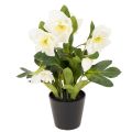 Floristik24 Kunstig julerose, potteplante, borddekoration, 34 cm