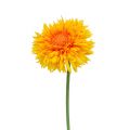 Floristik24 Chrysanthemum bamse 63 cm gylden gul
