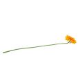 Floristik24 Chrysanthemum bamse 63 cm gylden gul