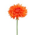 Floristik24 Chrysanthemum bamse 63 cm orange