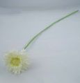 Floristik24 Chrysanthemum bamse 63 cm hvid