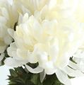 Floristik24 Chrysanthemum bush creme 47cm 2stk
