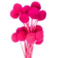 Floristik24 Craspedia tørrede blomsterbuket til blomsterhandel, 55 cm, 20 stk.