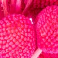 Craspedia tørrede blomsterbuket til blomsterhandel, 55 cm, 20 stk. | Floristik24.dk