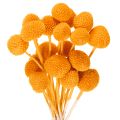 Floristik24 Craspedia tørrede blomsterbuket 55 cm 20 stk.