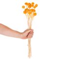 Craspedia tørrede blomsterbuket 55 cm 20 stk. | Floristik24.dk