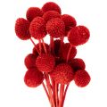 Floristik24 Tørrede Craspedia-blomster, farvede, med lange stilke, 55 cm, 20 stk.