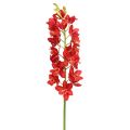 Floristik24 Orchid cymbidium rød 78 cm