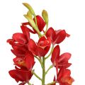 Floristik24 Orchid cymbidium rød 78 cm