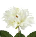 Floristik24 Dahlia hvid 28 cm 4stk
