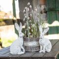 Floristik24 Dekorativ kanin siddende shabby chic forårsdekoration H25cm 2stk
