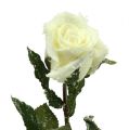 Floristik24 Dekorativ rose hvid sneklædt Ø6cm 6stk