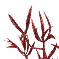 Floristik24 Dekorativ gren rød med glimmer 69 cm 2stk