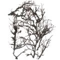 Floristik24 Deco grene bonsai træ deco grene 15-30cm 650g