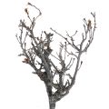 Floristik24 Deco grene bonsai træ deco grene 15-30cm 650g