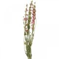 Floristik24 Tørret blomst delphinium, Delphinium pink, tør blomsterblomst L64cm 25g