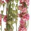 Floristik24 Tørret blomst delphinium, Delphinium pink, tør blomsterblomst L64cm 25g