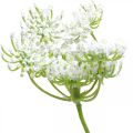 Floristik24 Dildblomstring, kunstig plante, kunstige urter grøn, hvid L80cm