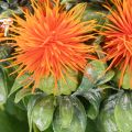 Kunstig orange saflor som kunstig blomst til vaser og dekoration, 55 cm, 4 stk. | Floristik24.dk