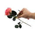 Floristik24 Rose tornefjerner med kniv