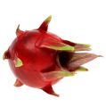 Floristik24 Dragonfrugt 15 cm rød 1 stk