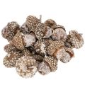 Floristik24 Agern, naturprodukt til dekoration, hvidkalkede, 1-3 cm, 300 g