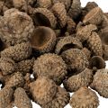 Naturlige agernhatte, dekorative skåle til efterår og advent, 2 cm, 300 g | Floristik24.dk