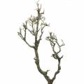 Floristik24 Dekorativ eg bonsai naturlig