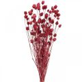 Floristik24 Tørrede blomster Rød Tørtidsel Jordbærtidselfarvet 100g