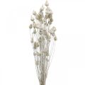 Floristik24 Tørrede blomster Hvid Tørret Tidsel Jordbærtidsel Farvet 100g