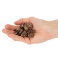 Ellekogler, naturprodukt til dekoration og hobbyarbejde, guld, 3 cm, 300 g | Floristik24.dk