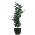Floristik24 Eukalyptus i potte kunstig plante Kunstig plantedekoration H87cm