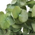 Eucalyptus Konserverede Grene Blade Runde Grønne 150g