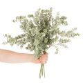 Kunstig eukalyptusgren, dekorativ gren til vaser og buketter, 49 cm, 4 stk. | Floristik24.dk
