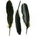 Floristik24 Deco fjer sorte fuglefjer til håndværk 14-17cm 20g