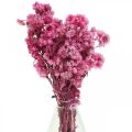 Floristik24 Mini Halmblomst Pink Tørret Blomst Klippeblomst H20cm 15g