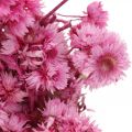 Floristik24 Mini Halmblomst Pink Tørret Blomst Klippeblomst H20cm 15g