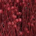 Hør Bordeaux Rød Tørrede Dekorationsblomster L55cm 80g | Floristik24.dk