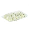Skumrose Ø7,5cm Creme 18 stk | Floristik24.dk