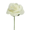 Skumrose Ø3,5cm Creme 48 stk | Floristik24.dk