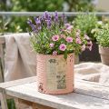 Blomsterpotte dekorativ dåse laksefarvet metal sommerdekoration Ø11cm H10,5cm | Floristik24.dk