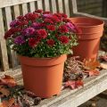 Plantepotte plast Ø23cm 10stk | Floristik24.dk