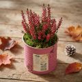 Blomsterpotte, dekorativ potte, rund, lilla, metal, vintage dekoration, Ø8 cm, H7,5 cm | Floristik24.dk
