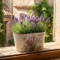 Blomsterskål oval lavendel urtepotte plast 21,5×12,5cm H11cm | Floristik24.dk