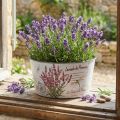 Plantekasse lavendel plast blomsterskål rund Ø21cm H11cm | Floristik24.dk