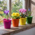 Plastikpotte blomster Ø9cm 25 stk | Floristik24.dk