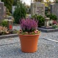 Potte “Irys” plast terracotta Ø15cm H13cm 1 stk | Floristik24.dk